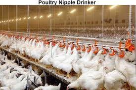 Poultry Nipple Drinker System